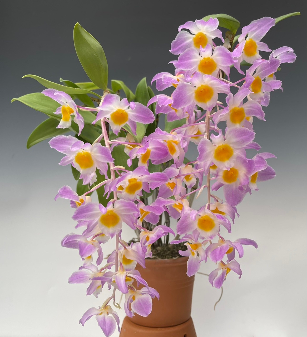 Dendrobium amabile